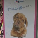 이쁘개멍멍