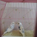 부안 짱아 이미지