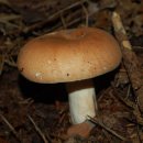 Russula compacta 담갈색무당버섯 이미지