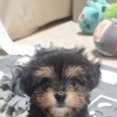 내새끼 펫 이미지