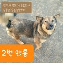 마롱/여아/3살 이미지