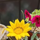 가자니아 이미지