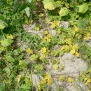 하늘타리 이미지