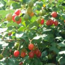 가마봉한우집 이미지