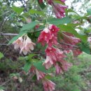 금강농원 이미지