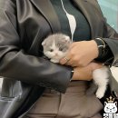 캣통령 잠실점 네이버블로그