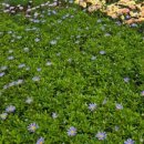 (봄맞이) 홈가드닝 이미지