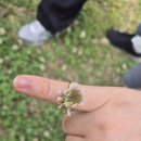 26년 창녕옥야고등학교우포늪습지기자단-2-늪배타기와 우포늪에 사는 식물관찰 이미지