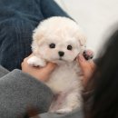 정애켄넬 티스토리