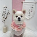 댕복한하루 이미지