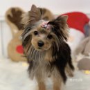 방울이네 펫살롱 이미지