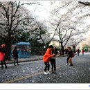 꽃비 이미지