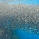 안경매너져 평화점 | 보홀 패키지여행 단독투어 가족여행 일정 3박 5일