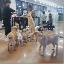 애지중지애견카페 이미지