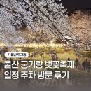 울산 남구 삼호동 행정복지센터 | 울산 궁거랑 벚꽃축제 2026 개화상태 일정 주차 저녁방문 후기