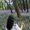 세븐일레븐 서천청소년수련관점 | 보라보라 이쁜 맥문동꽃~