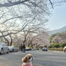 조각공원 | 진해 군항제 애견동반 벚꽃여행 현지인이 추천하는 벚꽃명소 장복산 조각공원 후기