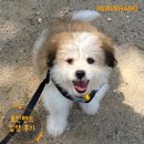 1884 | [❤️입양후기❤️] 1884. 🐶🐾