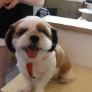 몽쉘 그루밍 | 백석동 애견미용 잘하는 곳 탑앤탑 그루밍 단골예약찜!