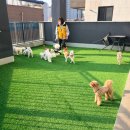 옐레드 애견유치원 & 애견호텔 대전노은점 이미지