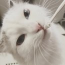 베토퀴놀코리아(주) 이미지