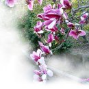 주부생활 카카오 검색결과