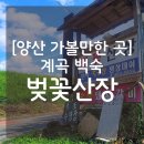 황룡산장 | [양산 계곡 백숙] '벚꽃산장' 내돈내산 후기