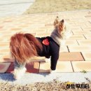 스타일나개 이미지