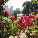 뚝섬한강공원-23 이미지