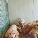 휴먼앤독 이미지