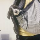 디엔씨펫 이미지