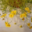 레몬향데이지 이미지