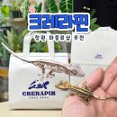 게코모아 | 창원 파충류샵 크레라핀 반려도마뱀 크레스티드게코 입양 후기