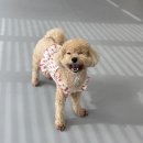 리츠펫 강남세곡점 이미지