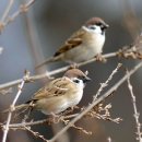 동양제모 이미지