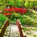 국립희리산해송자연휴양림 이미지