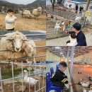 울산광역시장애인생산품판매시설 | 울산 하늘목장 부산 근교 동물체험 가능한 곳 추천