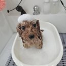 댕댕사우나 이미지