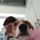 코아동물병원 이미지