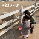 [울산 아기랑 갈만한곳] 포니랜드 양떼목장 동물 먹이주기 / 미니기차타기 / 놀이시설