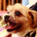 노란천막 이미지