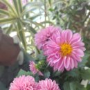 카페 다알리아 이미지