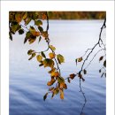 로렌시아 이미지