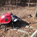 계양산산림욕장(장미원) 이미지