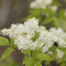 내미로리 이미지