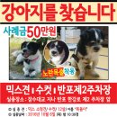 강아지,고양이,전단지,전단지제작,잃어버린동물,실종,분실,신고,보호소,보호센터 이미지