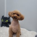 벨라 펫샵 이미지