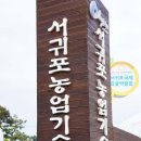 준아농장 | 서귀포 국제 감귤 박람회 후기