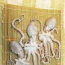 낙지힘낙지 이미지