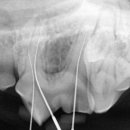 강남예치과동물병원 이미지